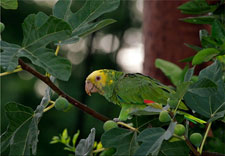 Peru-Amazon-Manu Macaw Lick Getaway in the Amazon